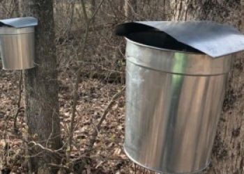Buckets on sugar maple trees.